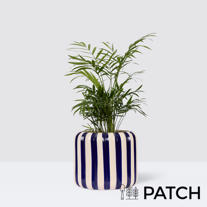 PATCH Sharon in Striped Blue Pot