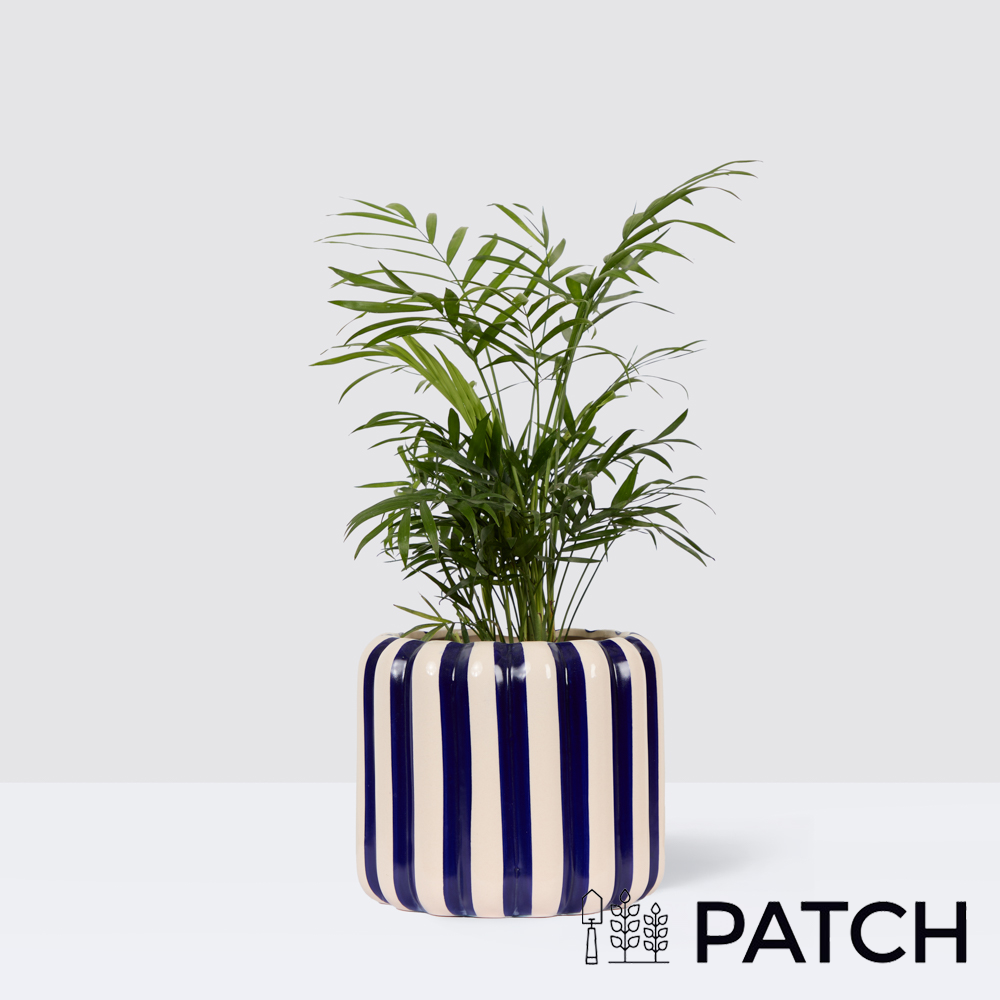 Patch Sharon In Striped Blue Pot