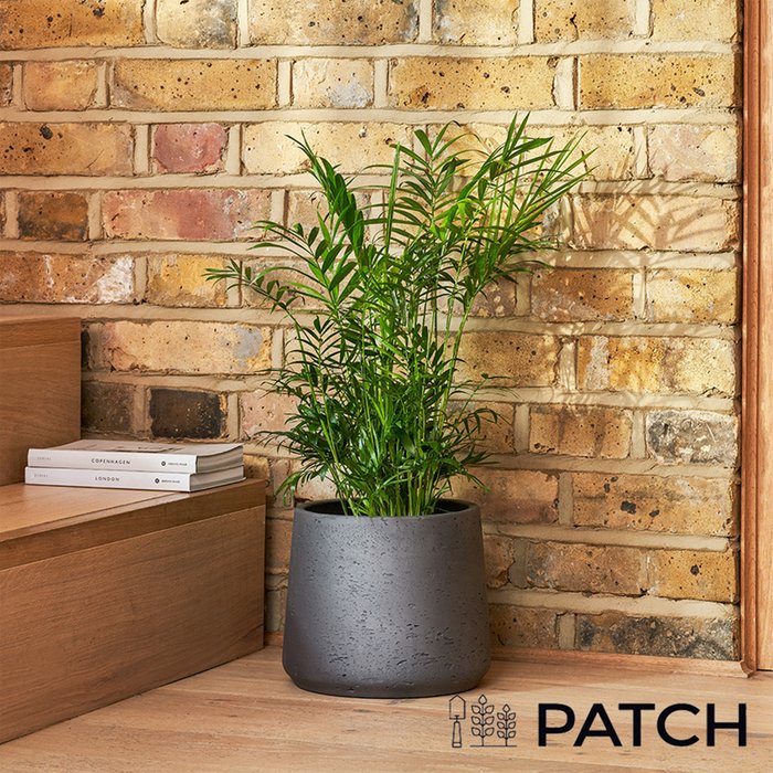 PATCH 'Sharon' the Parlour Palm with Charcoal Pot