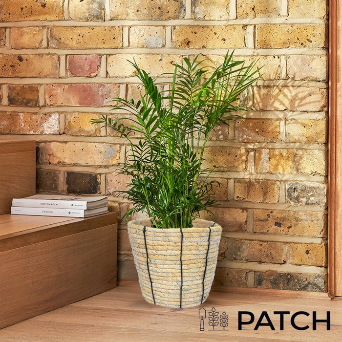 PATCH 'Sharon' the Parlour Palm with Rope Basket