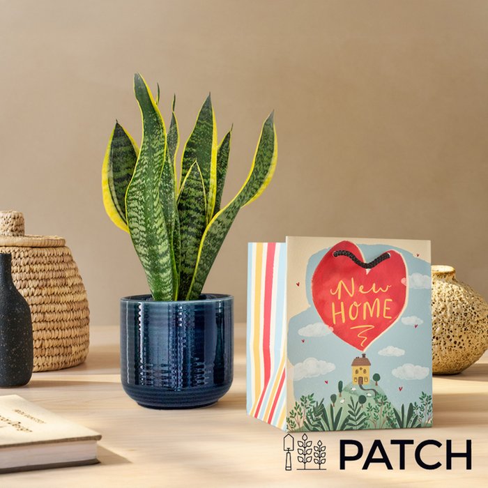 PATCH 'Susie' the Snake Plant with a Pot & New Home Gift Bag