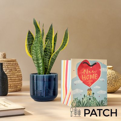 PATCH 'Susie' the Snake Plant with a Pot & New Home Gift Bag