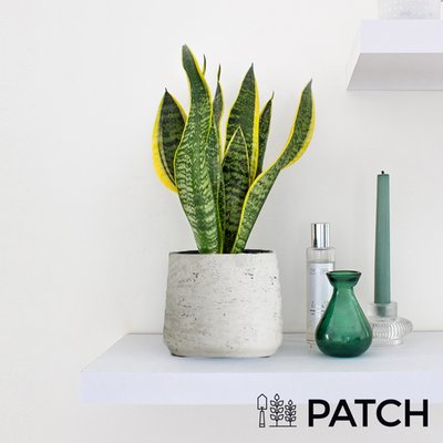 PATCH 'Susie' the Snake Plant with a Grey Pot