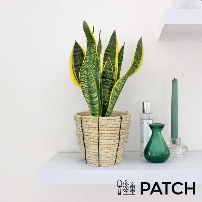 PATCH 'Susie' the Snake Plant with Rope Basket