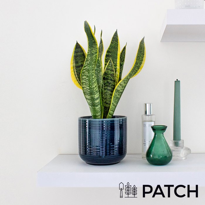 PATCH 'Susie' the Snake Plant with a Pot