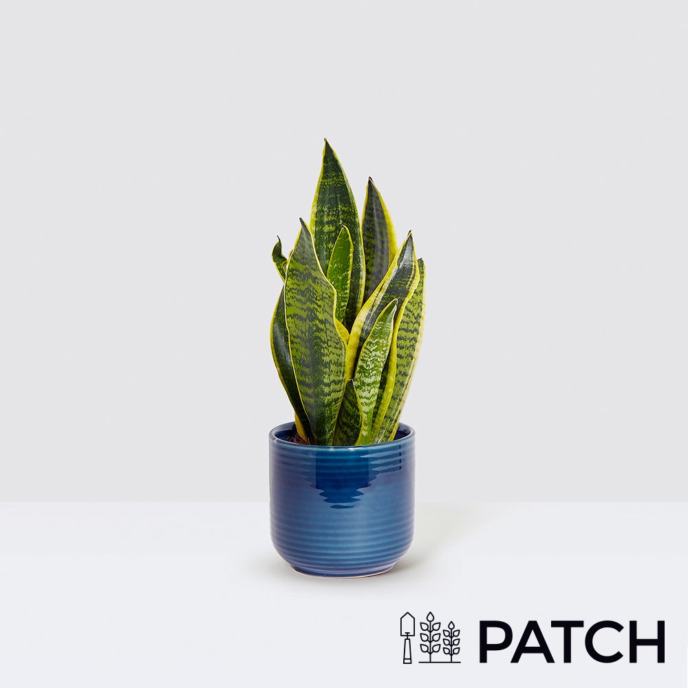 Moonpig Patch 'Susie' The Snake Plant With Pot Flowers