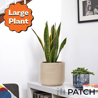 PATCH 'Susie' the Snake Plant with Pot 50-60cm