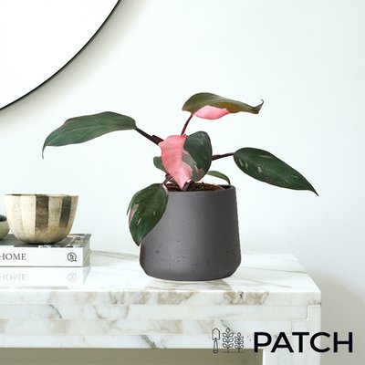 PATCH 'Tanya' the Philodendron Pink Princess with Pot