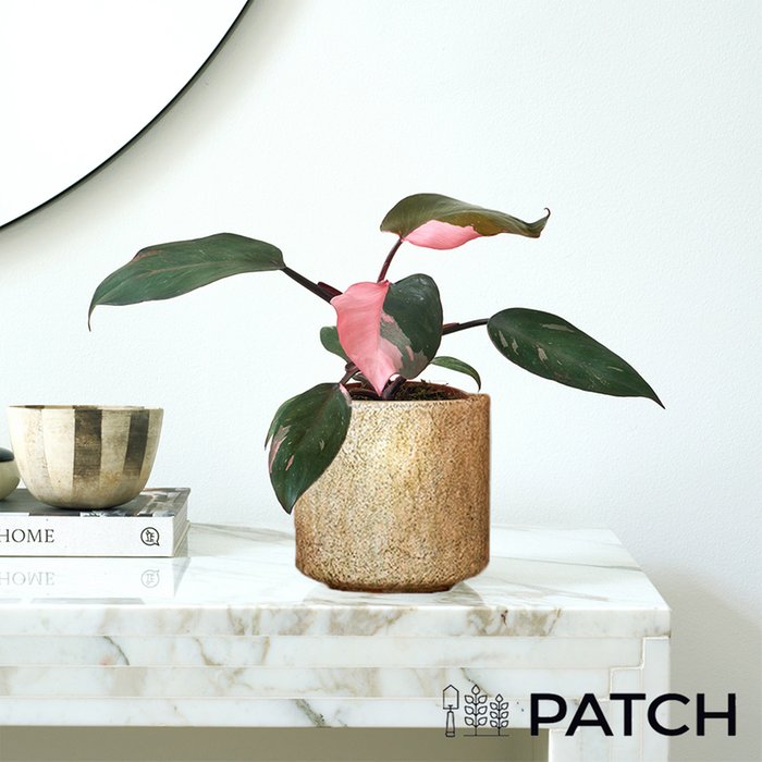 PATCH 'Tanya' the Philodendron Pink Princess with a Cream Pot