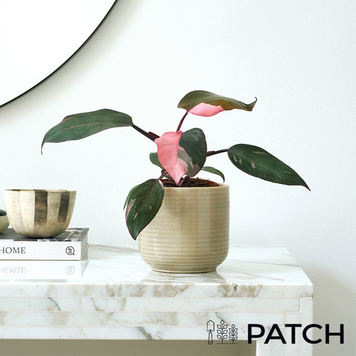 PATCH 'Tanya' the Philodendron Pink Princess with Pot