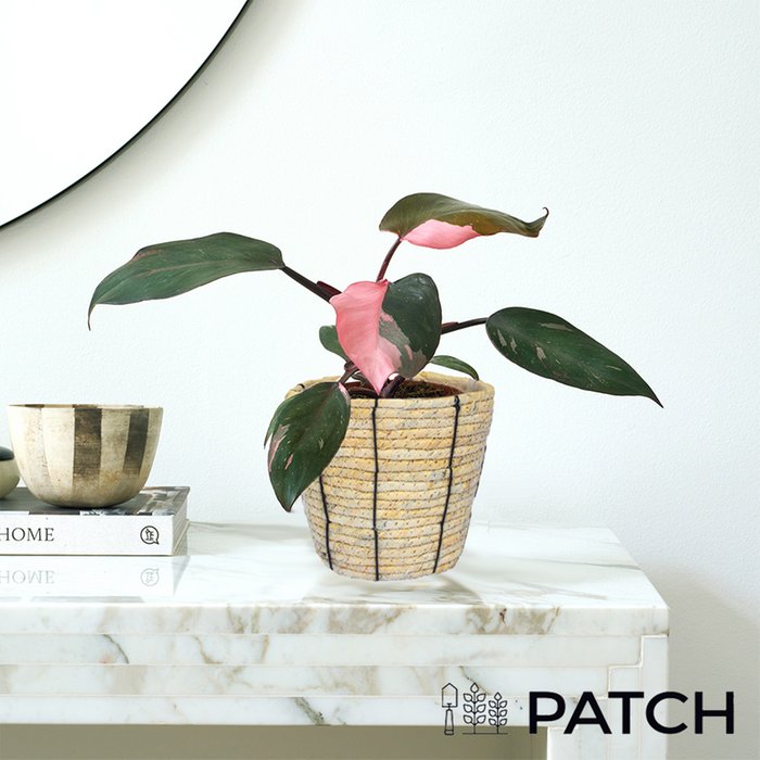 PATCH 'Tanya' the Philodendron Pink Princess with Rope Basket