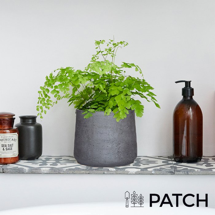 PATCH 'Venus' the Maidenhair Fern with Pot