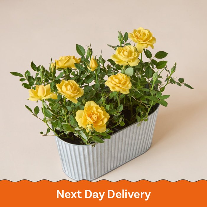 The Sunshine Rose Planter