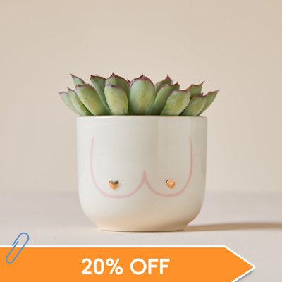 Echeveria in Mini Girl Power Pot