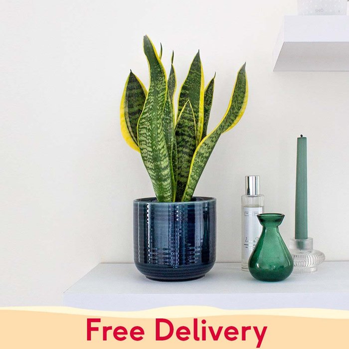 PATCH 'Susie' the Snake Plant with a Pot