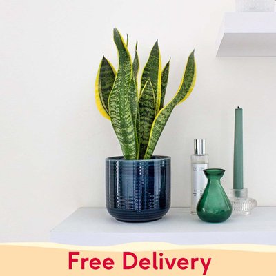 PATCH 'Susie' the Snake Plant with a Pot