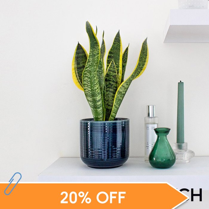 PATCH 'Susie' the Snake Plant with a Pot