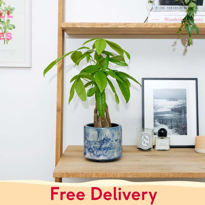 PATCH 'Ariel' The Money Tree with a Pot