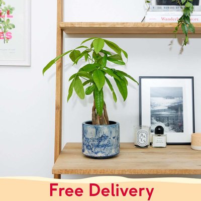 PATCH 'Ariel' The Money Tree with a Pot