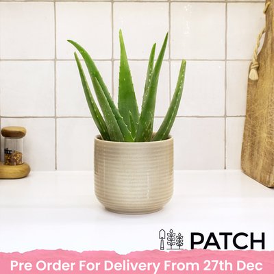 PATCH 'Franky' The Aloe Vera with Pot