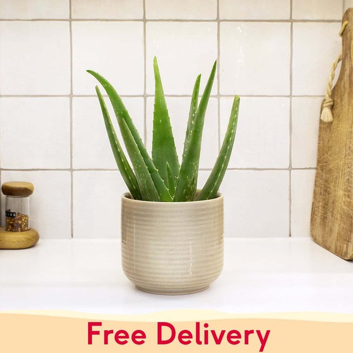 PATCH 'Franky' The Aloe Vera with Pot