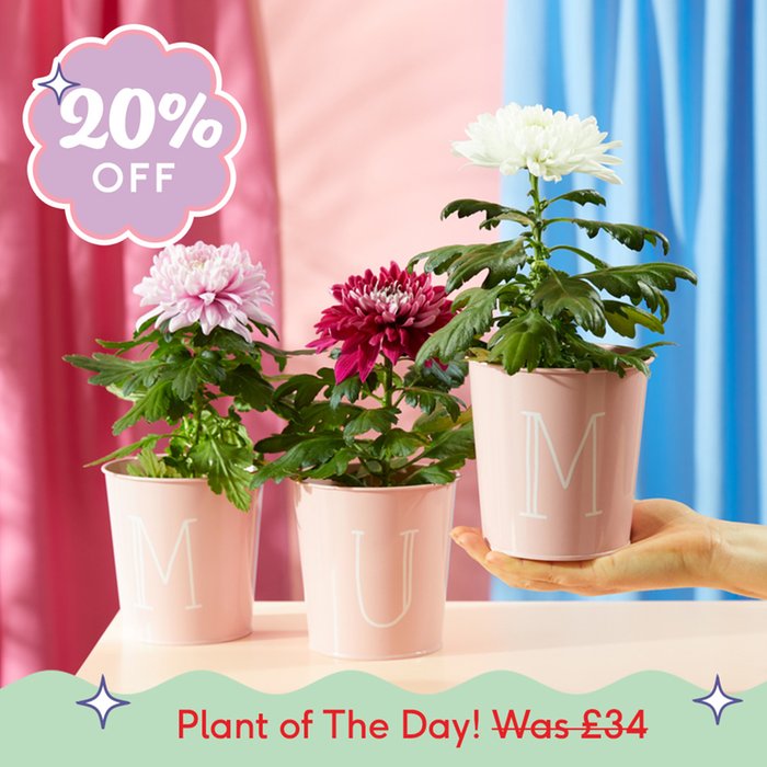 Chrysanthemum Plants in Mum Pots