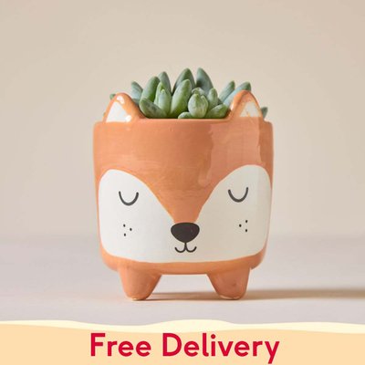 Succulent in Mini Woodland Fox Pot