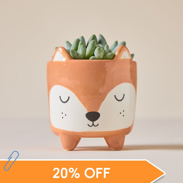 Succulent in Mini Woodland Fox Pot