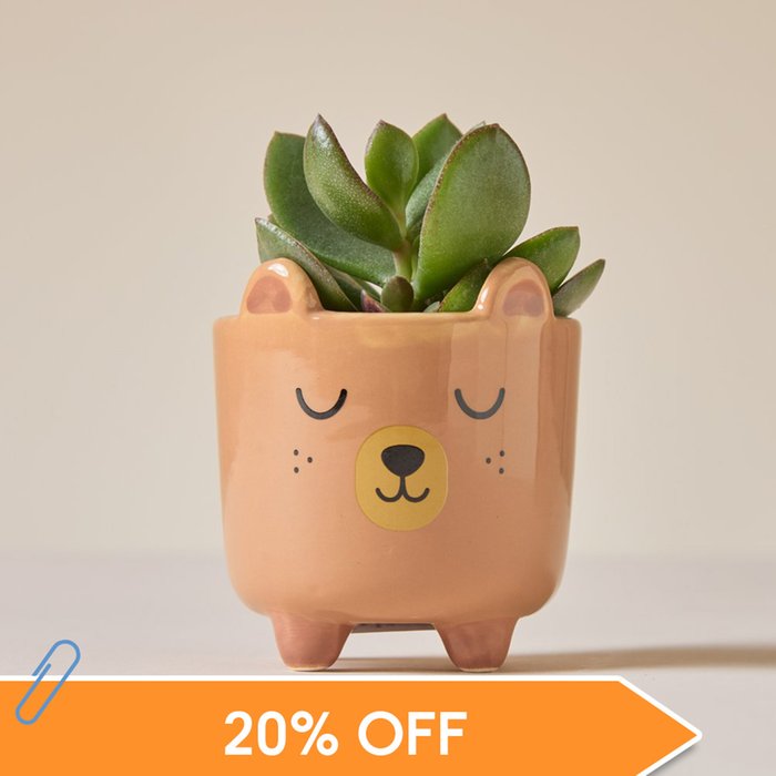 Succulent in Mini Sleepy Bear Pot