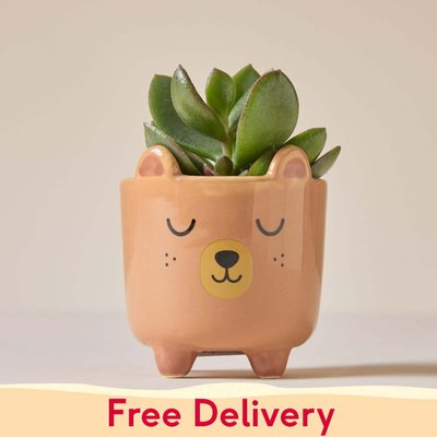 Succulent in Mini Sleepy Bear Pot