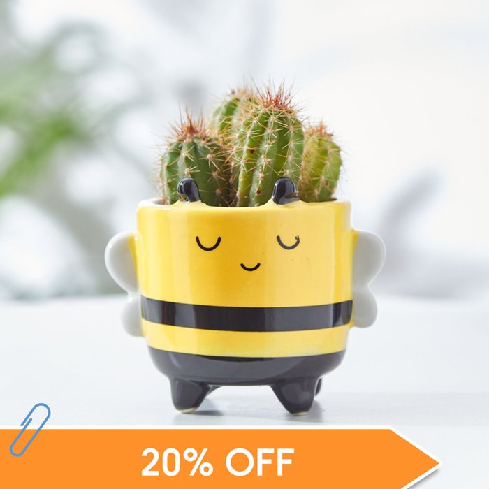 Cactus in Mini Happy Bee Pot