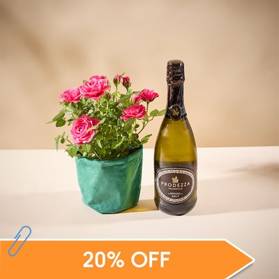 Rose Plant Prosecco Gift Set 