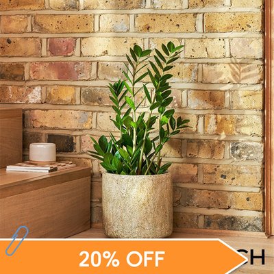 PATCH 'Cassie' the ZZ Plant with Pot 60-70cm