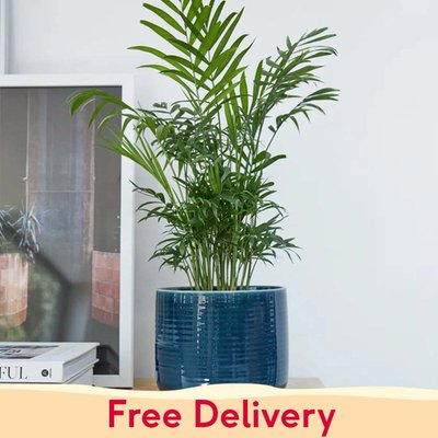 PATCH 'Sharon' the Parlour Palm with Pot