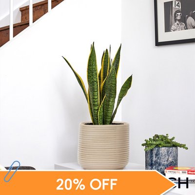 PATCH 'Susie' the Snake Plant with Pot 50-60cm