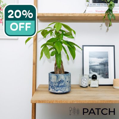 PATCH 'Ariel' The Money Tree with a Pot