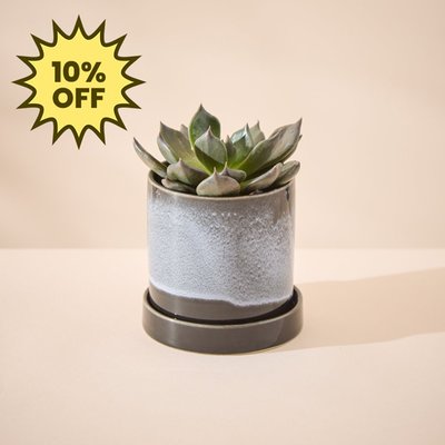 Echeveria Plant in Glazed Pot & Saucer