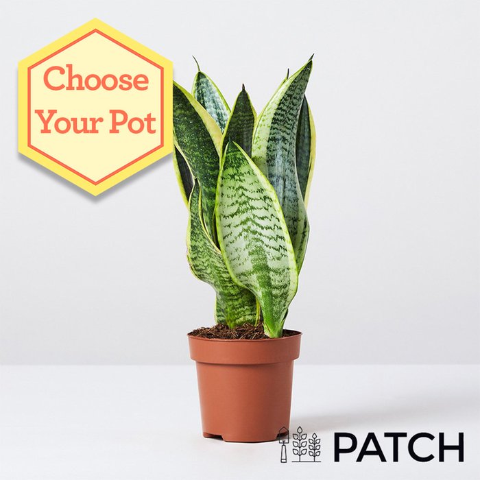 PATCH 'Susie' the Snake Plant