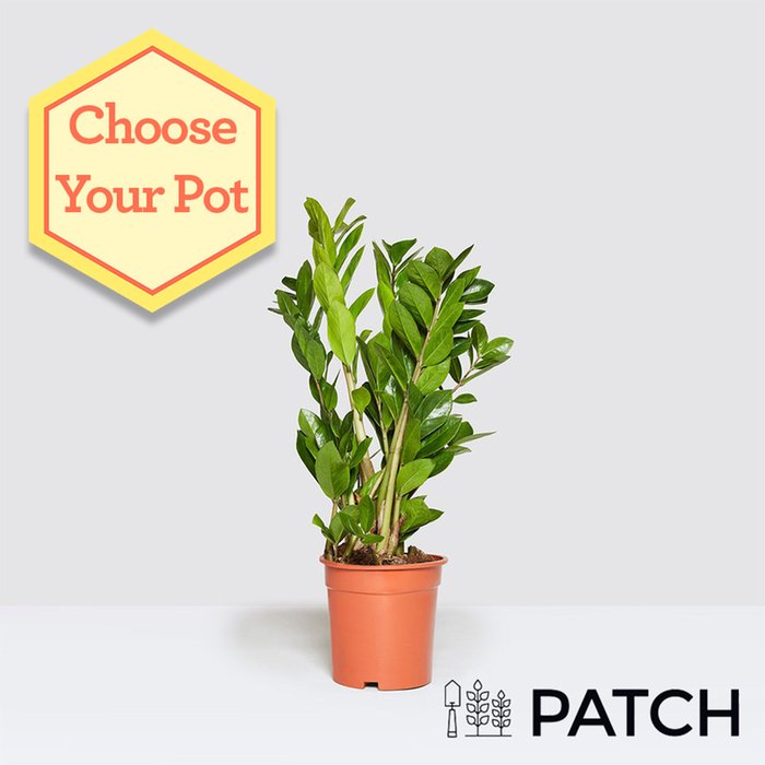 Patch 'Cassie' the ZZ Plant 12cm