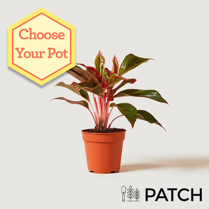 PATCH 'Aggie' the Chinese Evergreen Plant 12cm