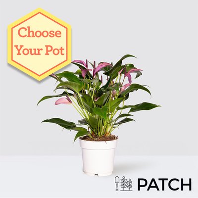 PATCH 'Lucy' the Violet Flamingo plant