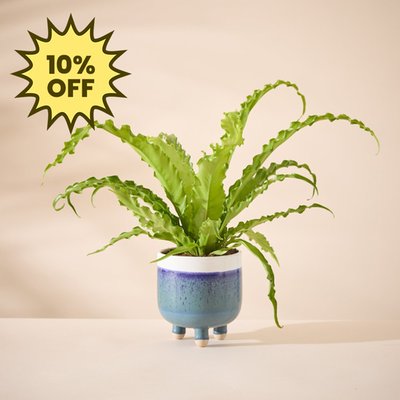 Asplenium Osaka Plant with Large Plant Pot