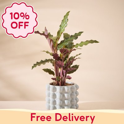 Calathea Plant with Grey Plant Pot