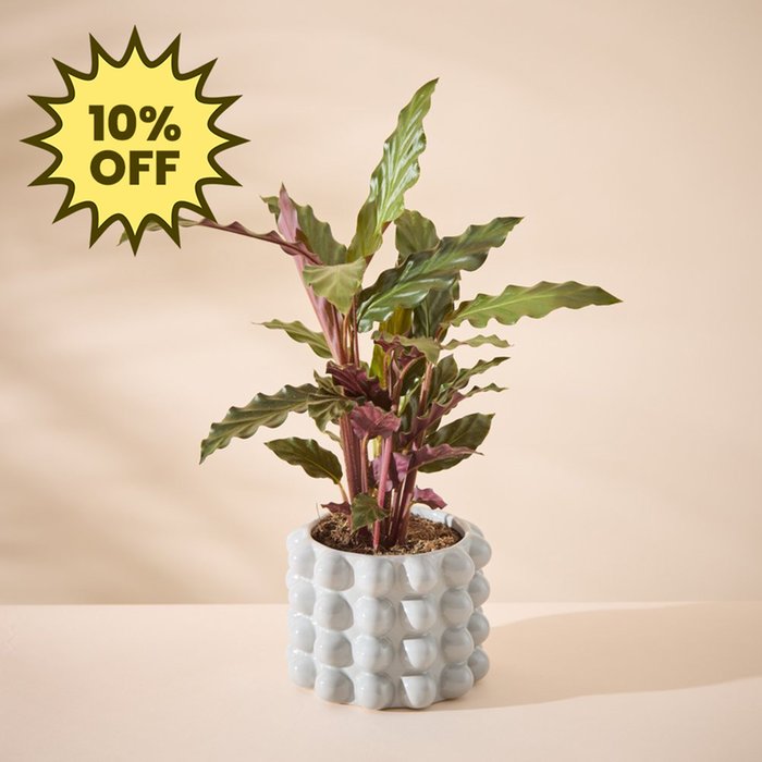 Calathea Plant with Grey Plant Pot