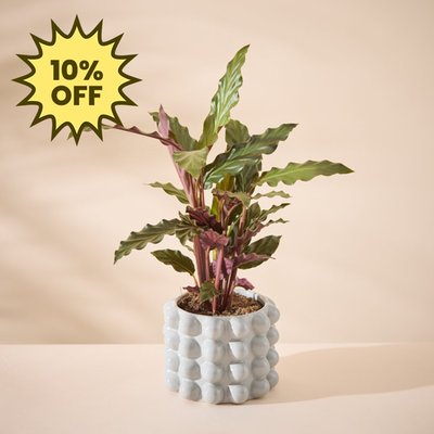 Calathea Plant with Grey Plant Pot