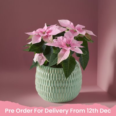 Frosted Pink Poinsettia Plant