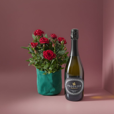 Velvet Potted Rose Plant & Prosecco Gift Set
