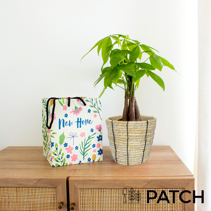 PATCH ‘Ariel' the Money Tree with Pot with New Home Gift Bag