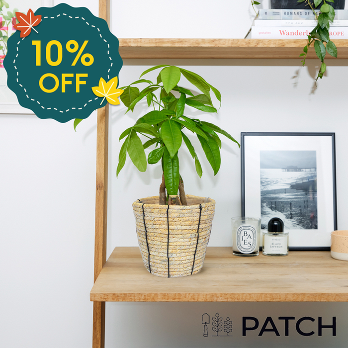 PATCH 'Ariel' The Money Tree with Rope Basket