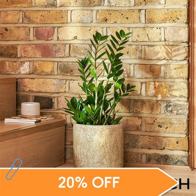 PATCH 'Cassie' the ZZ Plant with Pot 60-70cm